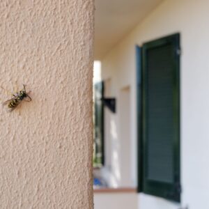 window cleaning and pests